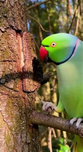 Parrot manipulating a twig tool to reach insects hidden in bark #parrot #SmartParrot #Animals