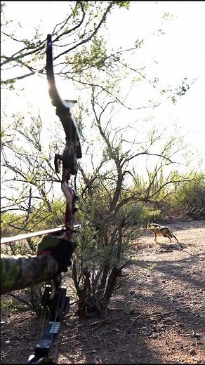 Killer Bow Shot on Coyote