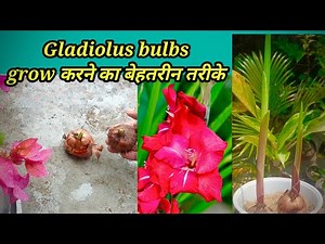 Gladiolus Bulbs Growing Tips #gardening #winterfloweringplant
