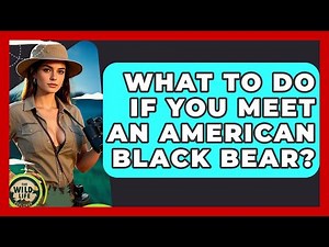 What To Do If You Meet An American Black Bear? - The Wild Life Explorer