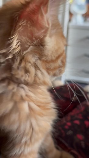 4K views · 219 reactions | Ach lieve Ruby, iedereen is buiten en jij mag toekijken. Maar wel heerlijk dat ze zoveel te zien heeft toch ♥️ | Maine Coon Cattery Royal Blue Valentine | Facebook