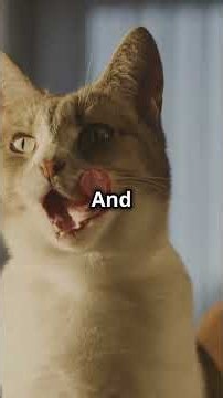 Sleepy Kittens Caught on Camera: Too Cute to Handle!