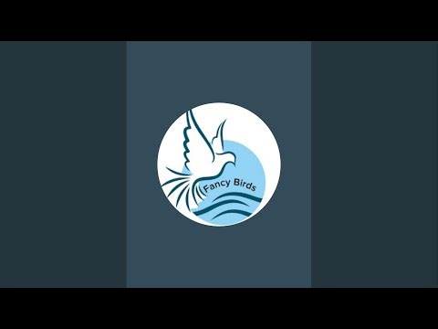 Fancy Pigeons breeding tips and tricks Fancy Pigeons cear and management expert advised