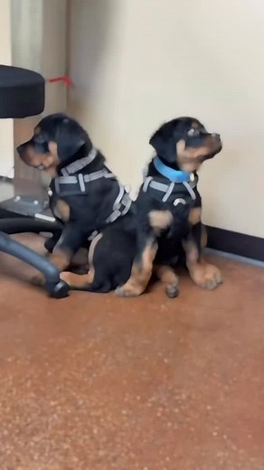 #Fyp#animals#puppylove#beforeandafter#vetvisit#ocotilloanimalclinicandpetresort#chandler#Az#vetmed#vetlife | Ocotillo Animal Clinic & Pet Resort