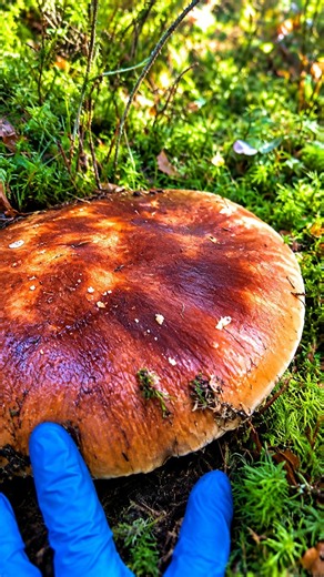 SO BIG MUSHROOMS! 😱🍄#funghiporcini #boletusedulis #ediblemushrooms