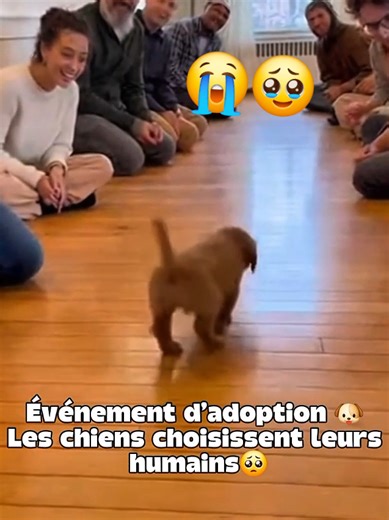 Événement d’adoption 🐶 Les chiens choisissent leurs humains😭🥹 #dog #shelterdog #emotional #faithinhumanity #pets