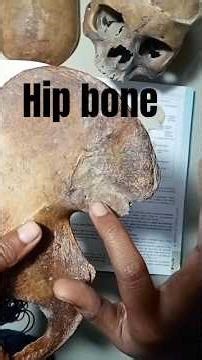 hip bone anatomy 🦴part 2 ! ilium bone anatomy! lower limb anatomy @BelieveYourself605 #babifreitas