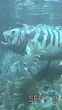 Submarine ride at Disneyland 1995