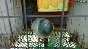 lakas sa patuka ng mga kalapati natin!! iba talaga pag UNLI BREEDING😅 https://youtu.be/z6OJ20KDXo8 https://youtu.be/z6OJ20KDXo8 https://youtu.be/z6OJ20KDXo8 #kalapatidsjvofficial #kalapatids #jvofficial #kalapati | Kalapatids JV official