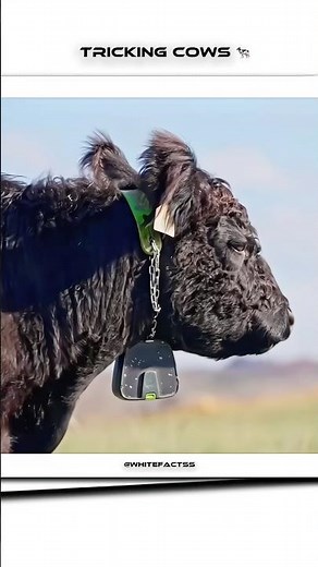 Cutest Cow Ever! 😍🐄