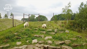 🐾 Dive into the captivating world of our incredible male Polar Bears at Project Polar One, as our dedicated animal rangers Josh and Georgia introduce you to our enchanting Artic giants, Luka, Nobby, Sisu, Hamish, Indie, and Yuma! 🐻‍❄️ | Yorkshire Wildlife Park