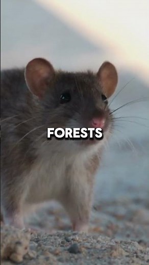 Did You Know Rats Are Genius Problem Solvers #ratfacts #animals