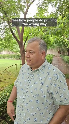 Pruning of a tree should be done evenly, not lopsided. #pruning #treepruning #pruningtips #pruningseason #givemetreestrust | Give Me Trees Trust