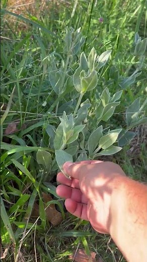Beautiful, useful, and hardy?!? Rose Campion #homesteading #garden #plants