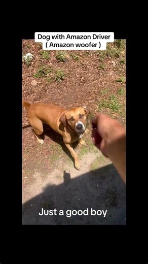 Amazon Dog #puppy #dogs #pets #amazondog #puppy #dogtreats #happydog #happy #positive