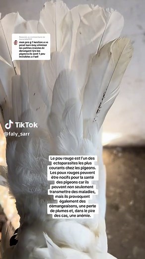 Élimination des poux rouges chez les pigeons