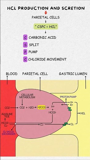 HCl Secretion in Stomach Made Easy | Best Trick to Remember Acid Production