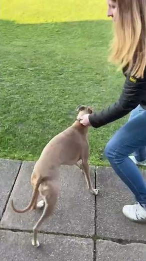 Whippet Runs 110m in 9 Seconds!!