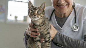 Synulox For Cats: Side Effects And Uses - Cuteness