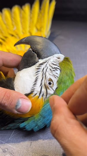 ‎تاکسیدرمی آرمان‎ on Instagram‎: "طوطی ماکائو سفارش مشتری #تاکسیدرمی #طوطی_ماکائو #دکوری_کافه #دکوری_خاص #دکوری_شیک #birdtaxidermy #parrottaxidermy"‎