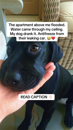 Antifreeze Poisoning: Tragic Story of Duke's Loss