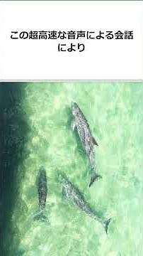 イルカは魚じゃない⁉1秒1200回の超高速会話の秘密
