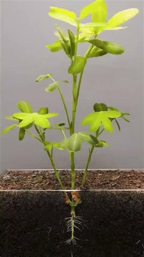 A complete cycle of groundnut 🥜#agriculture #germinatingseeds #shorts #students #study