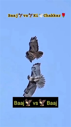 Baaj🦅vs🦅Baaj🦚Ki❤️‍🔥Chakkar🕊️ #kabootar #kabutar #pigeon #birds #shorts #viralvideo #shortvideo