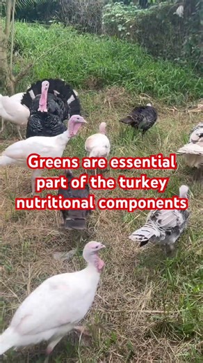 Turkey Farming Should Always Involve Greens For Healthy Growth #turkeyfarming