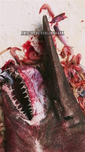 Facts about Goblin shark