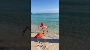 Flamingo interrupts feed with a quick dance break