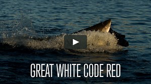 Great White Code Red