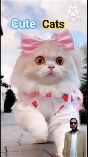 funny cats videos 💯 🤣🤟#cat #catsshorts #trending