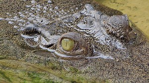 Download Eyes of crocodile in nature. for free