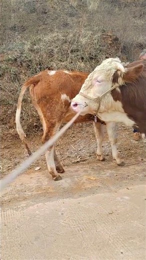 Daily life diary of a rural cattle farmer #24