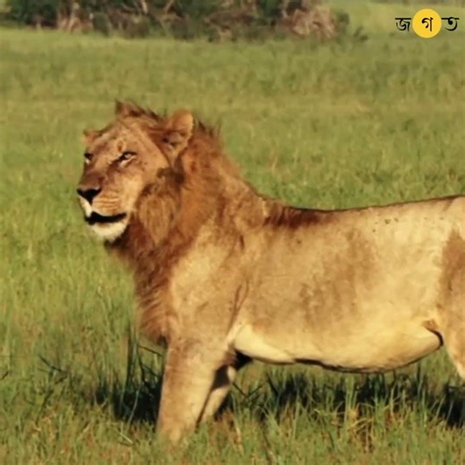 Animals More Dangerous Than Snakes Part 1 | AnimalFacts | Mosquito | HealthAwareness