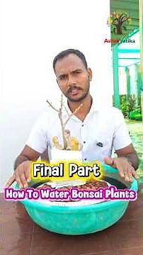 How to Water Bonsai Properly 💧🌿 | Avoid This Mistake! | Bonsai Watering Secret 🌱 #shortsfeed