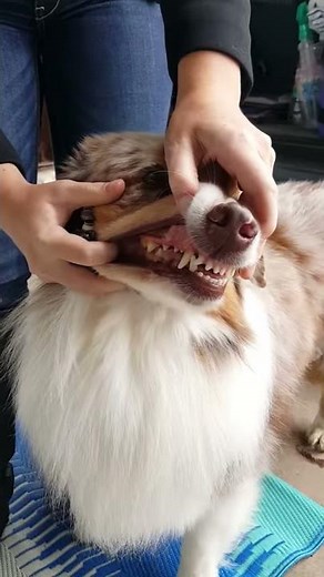 How to show the bite to a conformation judge.