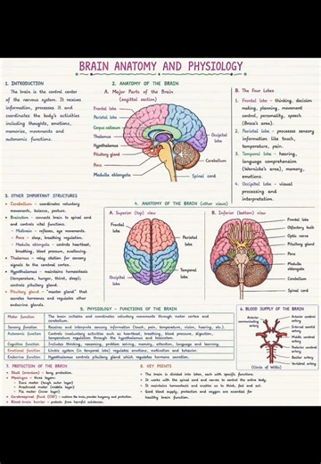 BRAIN ANATOMY AND PHYSIOLOGY # nursing notes # Anatomy