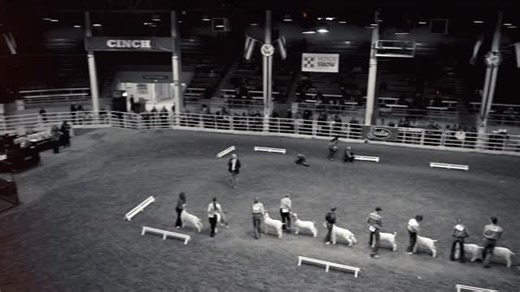 The Market Goat Grand Drive at the 2026 National Western. Video created by: @ironwood_media_produduction Videos taken by: @jack_goats & @deliaacrawford #agriculture #livestock #nwss2026 #goats | Legacy Livestock Imaging