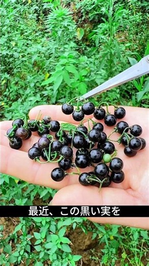 A Wild Plant You Can Only Eat When It Turns Black! Sweet and Tangy Nightshade Jam