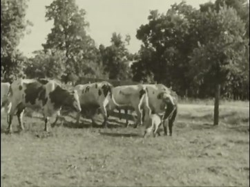 Wisconsin Dairies: Dairy Farming - A Vintage Documentary