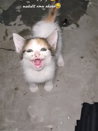 Meet Callie, the Charming Calico Cat