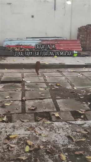 ✨She was a leaf fairly✨ #funny #shortsfeed #trend #leaf #fairy #shortvideo #funniestvideo #fypシ #fy