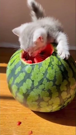 Cat Eats Watermelon 🍉🐱 | So Adorable!