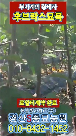 [경산에스종묘농원] 부사계의 황태자 후브락스묘목 #사과나무 #사과묘목 #묘목주문 #묘목택배 #묘목배달 #후브락스 #후브락스나무 #후브락스묘목