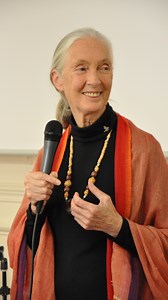“Every single day you live, you make a difference. You can’t live through a day without making a difference. So take that thought with you—and have hope.” – Dr. Jane Goodall, AUP Commencement Ceremony 2011 We were honored to welcome Dr. Goodall to AUP in 2009 and again as our 2011 Commencement speaker at the Théâtre du Châtelet. Her wisdom and vision continue to inspire our community and the world. 🕊 Remembering a remarkable life dedicated to compassion, science, and hope for our planet. #AUPar