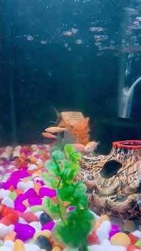 Golden Zebra fish #viral #viralvideo #viralshorts