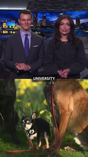 Study: Chihuahuas fierceness could come from Coyote lineage