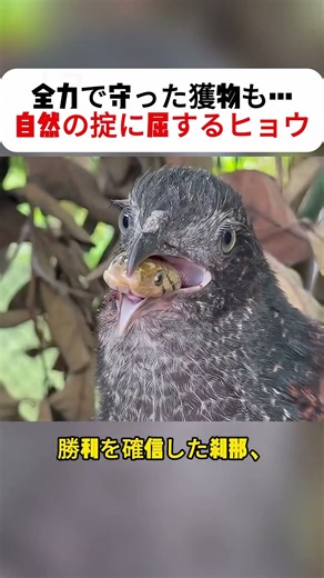 The leopard tried its best to protect its prey... but succumbed to the laws of nature #leopard #A...